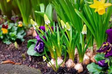 Bahar bahçesinde çiçek açan muscari sümbülleri ve narsisleri