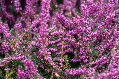 Bahar bahçesinde çiçek açan pembe kenevir. Erica carnea