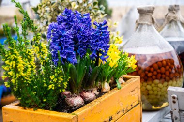 Bahar çiçekli saksı. Ev ve bahçe Paskalya dekorasyonu