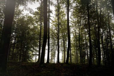 Sonbahar ormanında gizemli sisli bir sabah