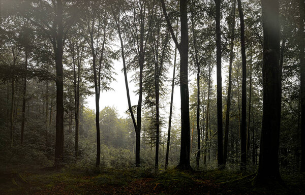 Mysterious misty morning in the autumn forest