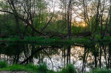 Louisiana'nın bataklık doğası. Bize Doğal Parklar