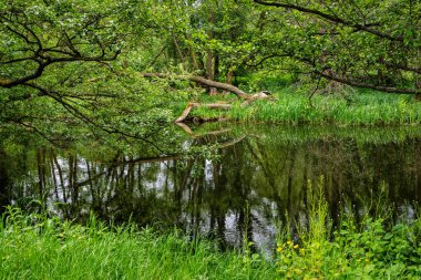Louisiana'nın bataklık doğası. Bize Doğal Parklar
