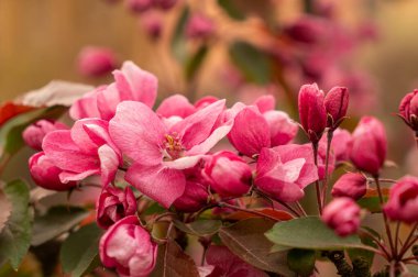 Narin bahar pembe elma çiçeği