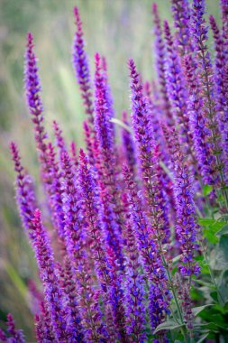 Yaz bahçesinde çiçek açan mor adaçayı