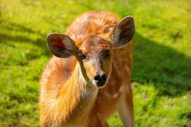 Güneşli bir çayırda geyik sürüsü