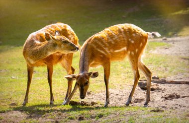 Güneşli bir çayırda geyik sürüsü