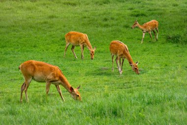 Güneşli bir çayırda geyik sürüsü
