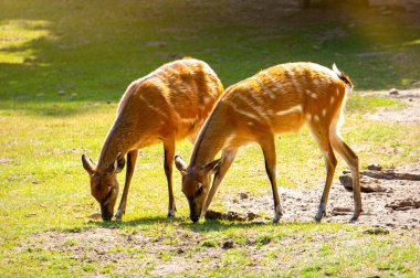 Güneşli bir çayırda geyik sürüsü