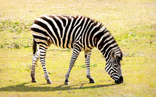 Zebra otlakta otluyor.