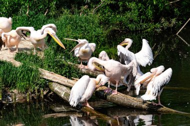 Louisiana 'da gürültülü pelikan sürüsü