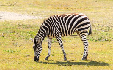 Zebra otlakta otluyor.