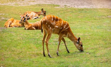 Güneşli bir çayırda geyik sürüsü