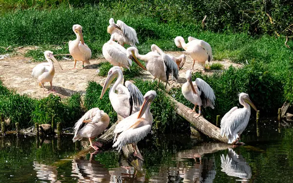 Louisiana 'da gürültülü pelikan sürüsü
