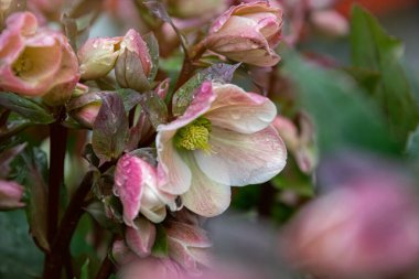 Bahar bahçesinde parlak pembe çiçekler.