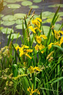 Bataklık ve çiçek açan sarı süsen çiçekleri 