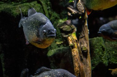 Tatlı su akvaryumunda yırtıcı kırmızı piranalar okulu