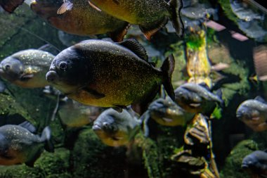 Tatlı su akvaryumunda yırtıcı kırmızı piranalar okulu