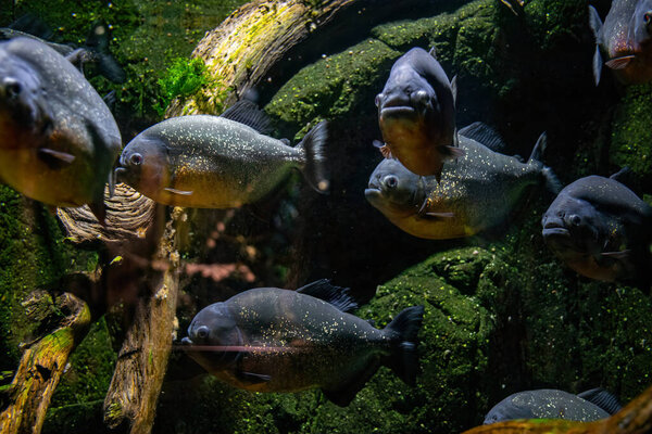 School of predatory red piranhas in a freshwater aquarium