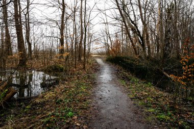 Bataklıkta ve kış ormanlarında toprak izleri