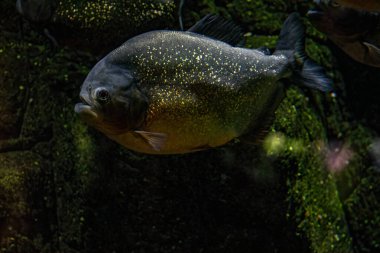 Tatlı su akvaryumunda yırtıcı kırmızı piranalar okulu