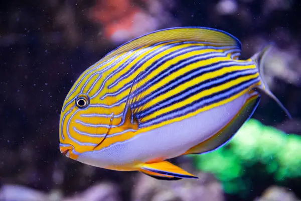 Stock image Yellow and blue tropical surgeon fish