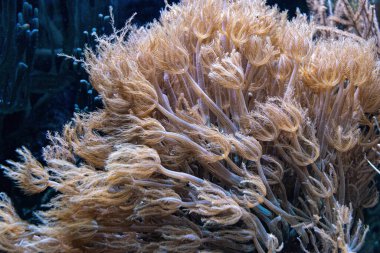 Çiçekli deniz yosunu, güzel sualtı manzarası.