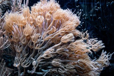 Çiçekli deniz yosunu, güzel sualtı manzarası.