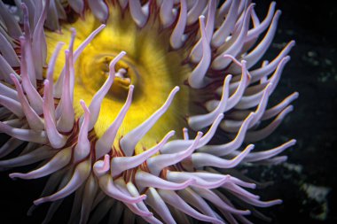 Mercan resifinde deniz şakayığı. Kızıl Deniz Yaban Hayatı