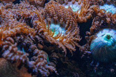 Mercan resifinde deniz şakayığı. Kızıl Deniz Yaban Hayatı