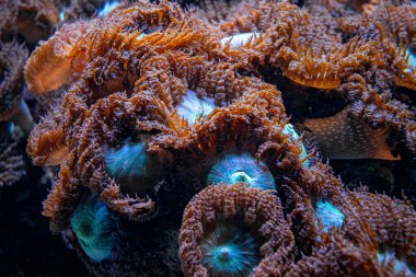 Mercan resifinde deniz şakayığı. Kızıl Deniz Yaban Hayatı