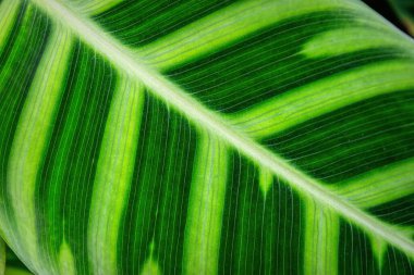 Yeşil taze tropikal bitki arka planda kalır