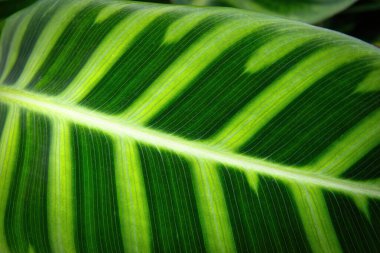 Yeşil taze tropikal bitki arka planda kalır