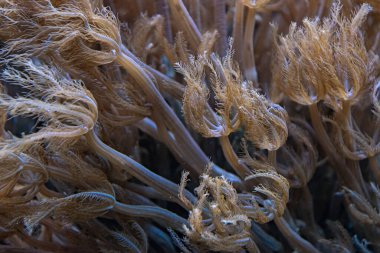 Çiçekli deniz yosunu, güzel sualtı manzarası.