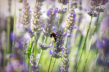 Yaban arısı kokulu lavanta çiçeklerinin nektarını toplar.