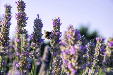 Yaban arısı kokulu lavanta çiçeklerinin nektarını toplar.