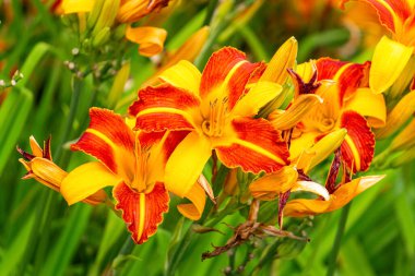 Bahçedeki kokulu kaplan zambaklarının sarı ve kırmızı çiçekleri