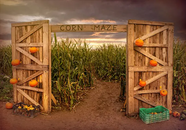 Mısır labirenti ve tarım tarlası. Yaz hasat bayramı festivali