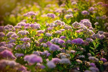 Çiçekli pembe spirea çalısı Sabah güneşinin ışınlarında