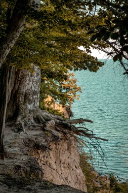 Tree and autumn evening seascape