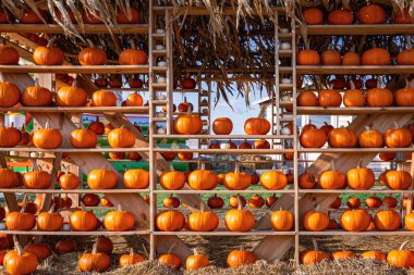 Balkabağı yığını, Cadılar Bayramı süslemeleri