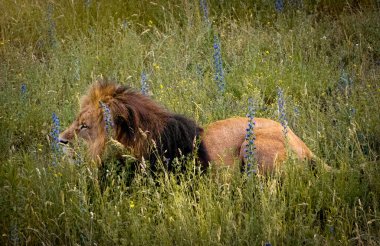 Lion resting among the thickets in savannah clipart