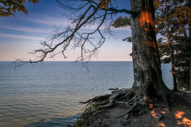  Tree and autumn evening seascape