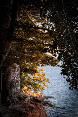  Tree and autumn evening seascape