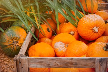 Balkabağı yığını, Cadılar Bayramı süslemeleri