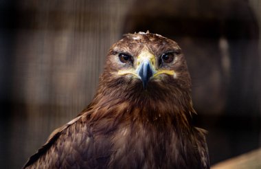 Steppe kartal, özgürlüğün sembolü, yırtıcı kuşun
