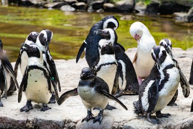 Kayaların arka planında penguen kolonisi