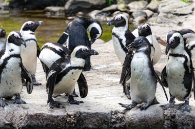Kayaların arka planında penguen kolonisi