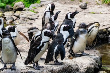 Kayaların arka planında penguen kolonisi