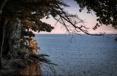 Tree and autumn evening seascape